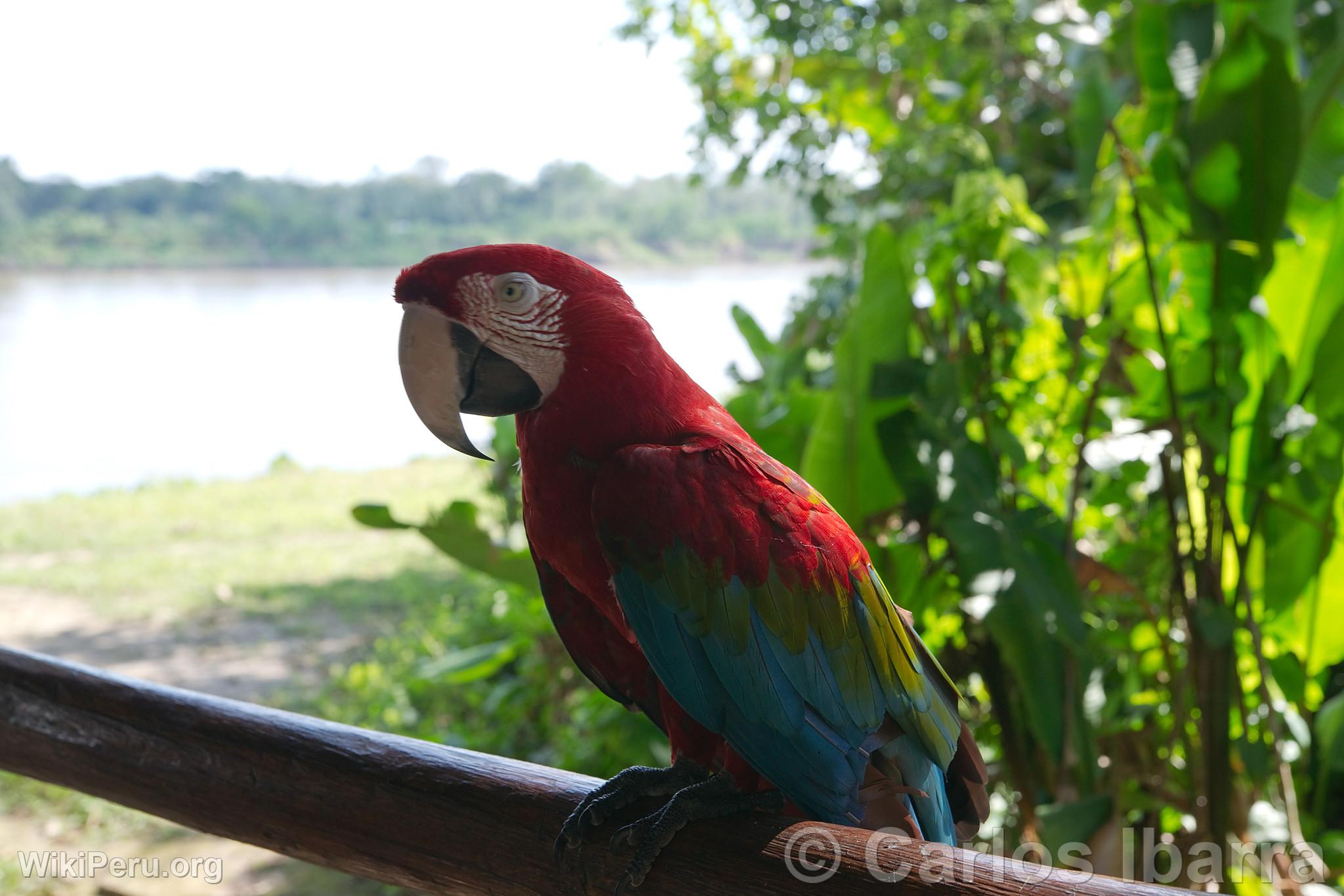 Macaw