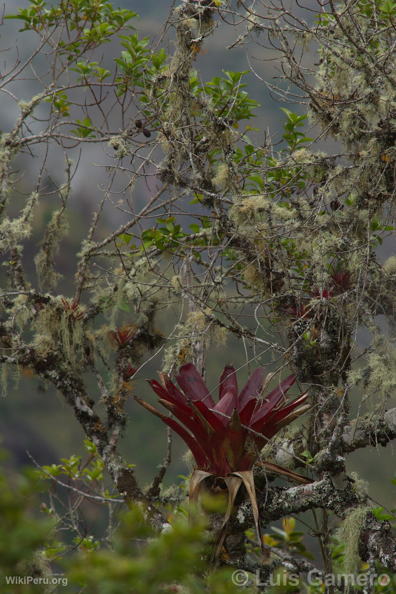 Wild Flowers, Kulap