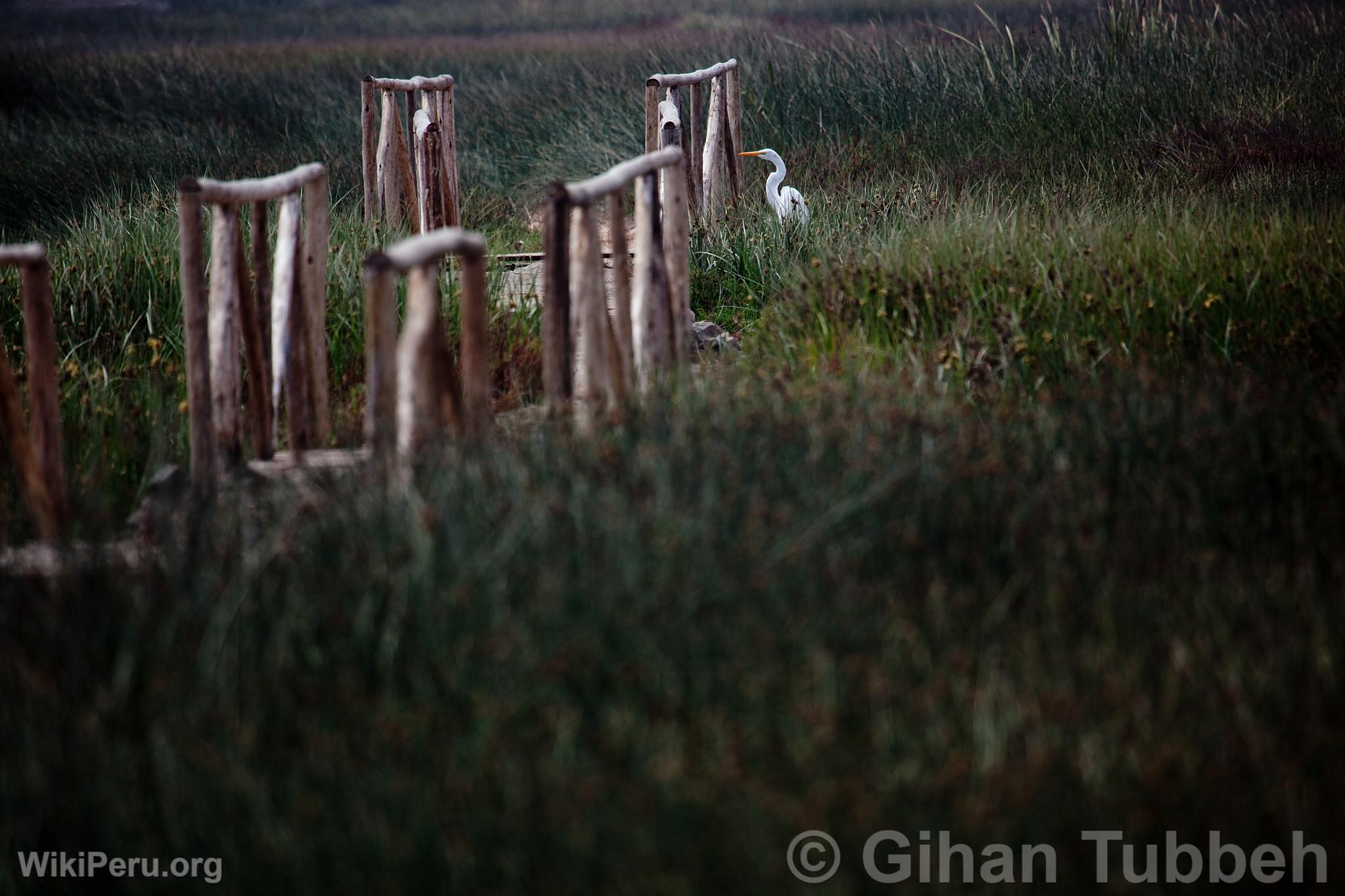 Ventanilla Wetlands