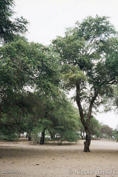 Algarrobo Forest