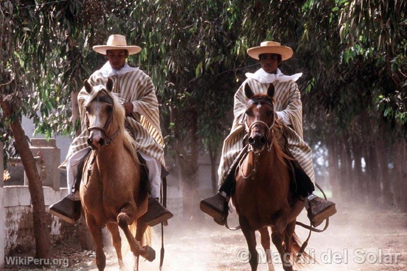 Peruvian Paso horse, Trujillo