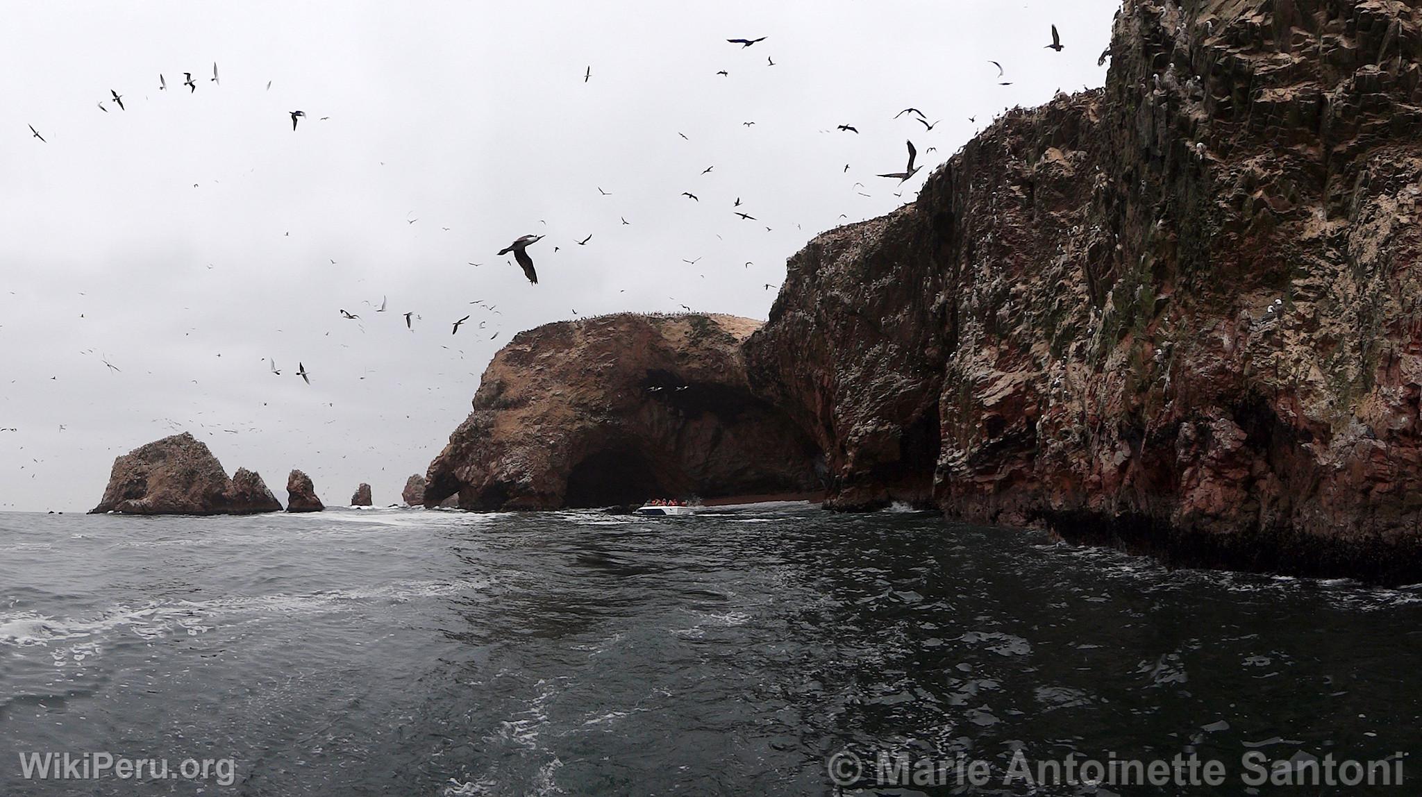 Ballestas Islands, Paracas