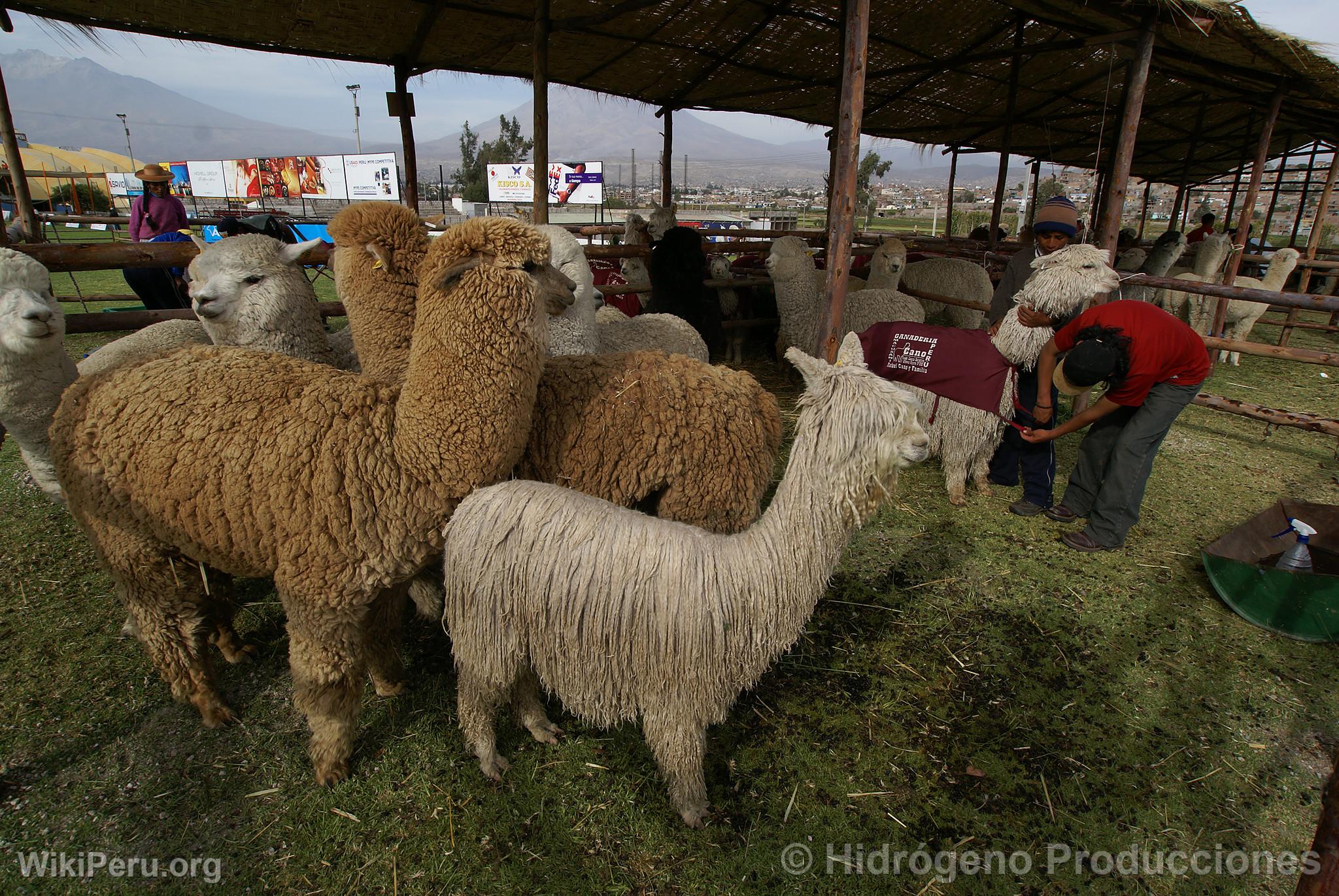 Alpaca Exhibition