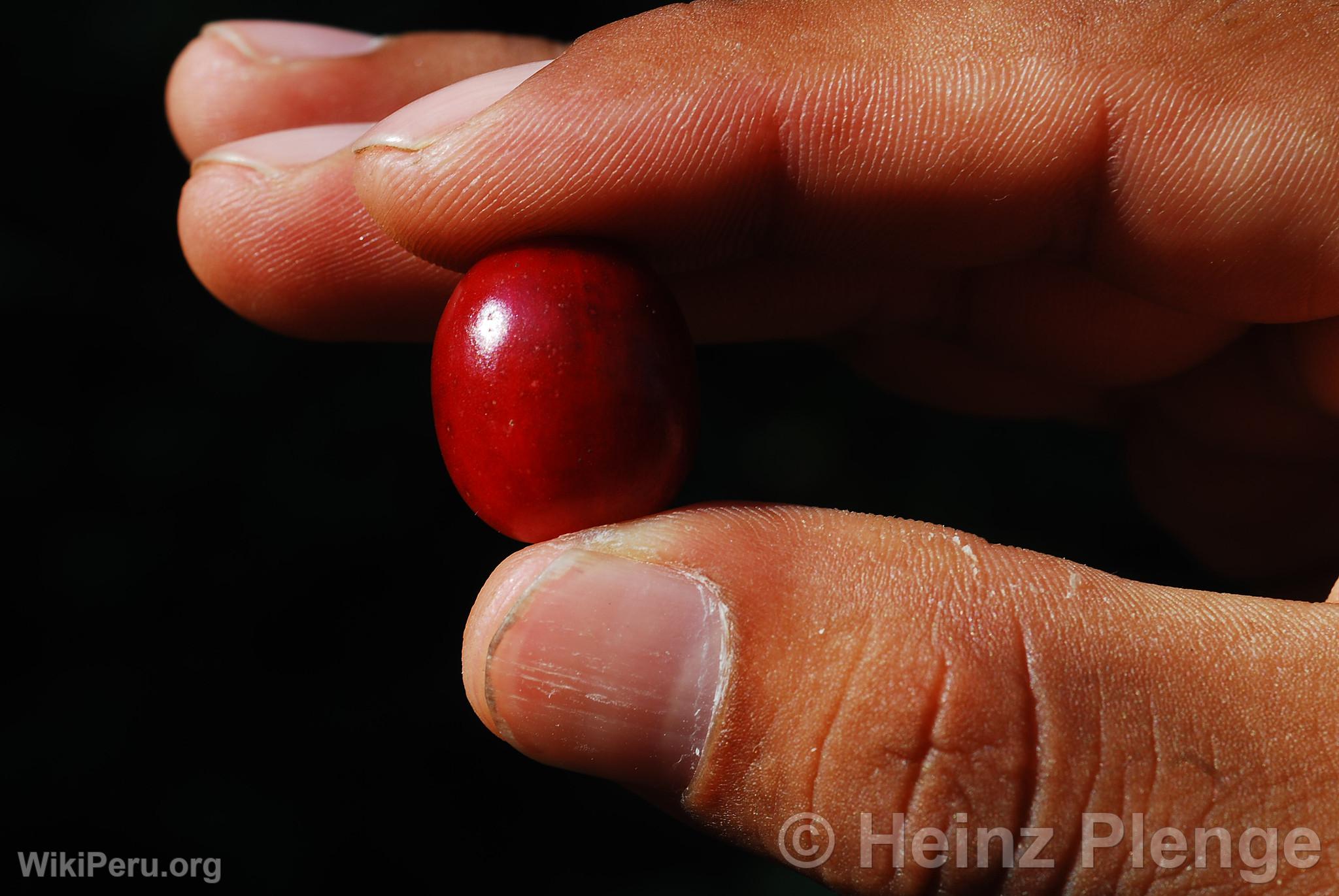 Cherry Coffee Bean