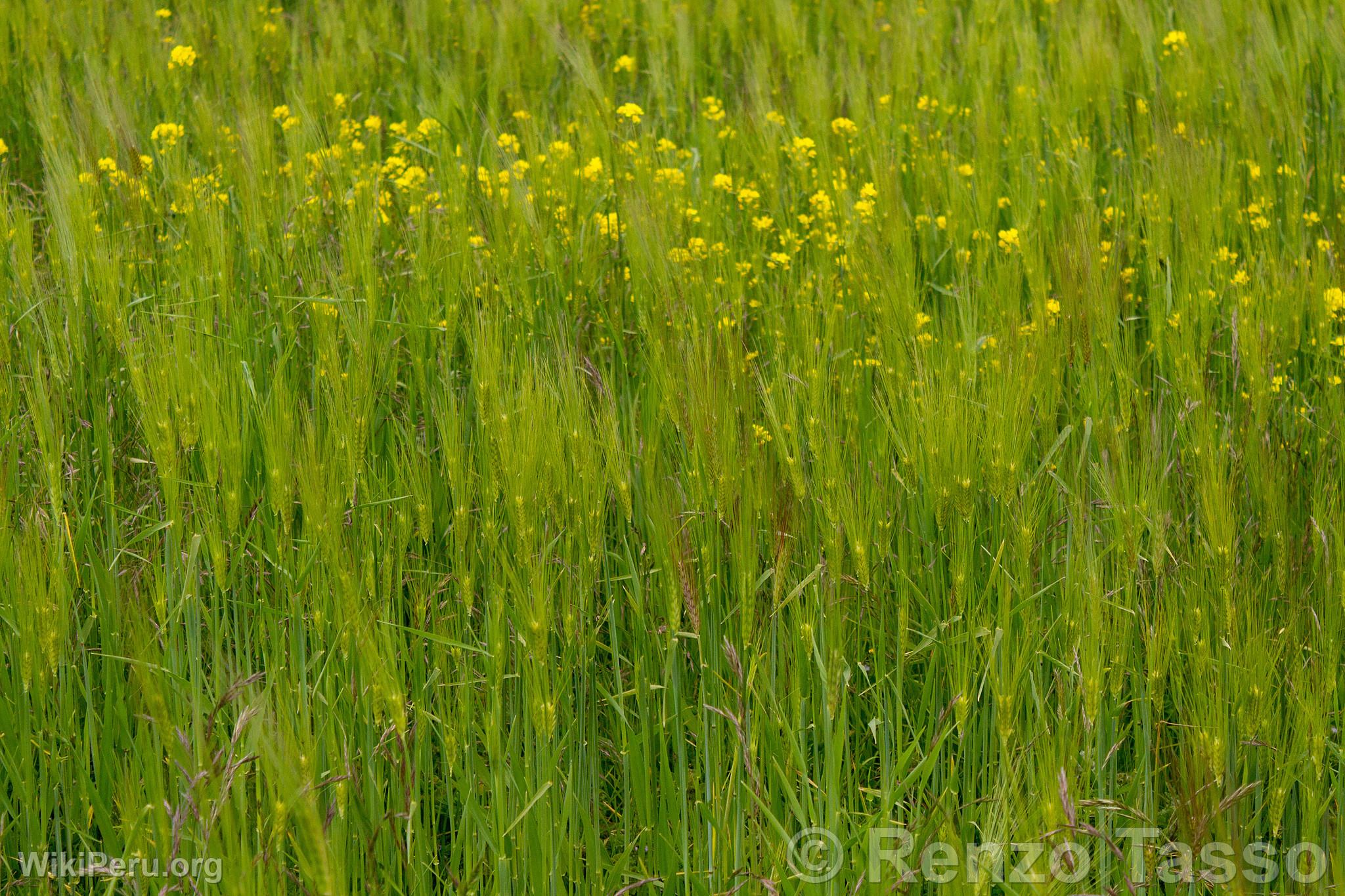 Barley Fields in Colca