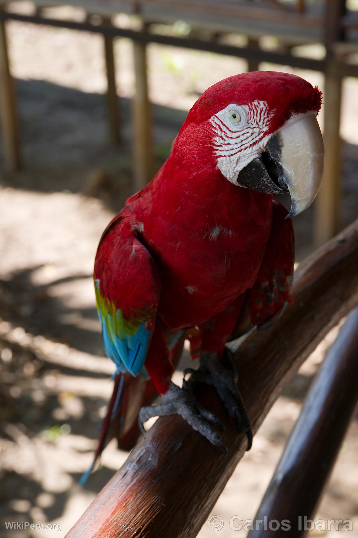 Macaw