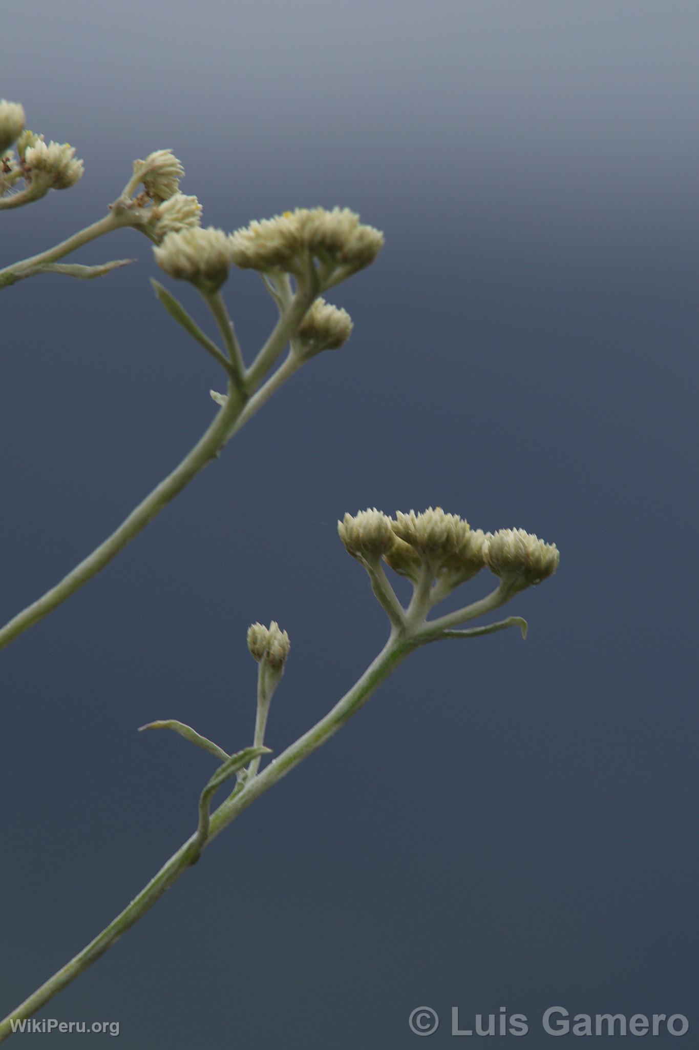 Wild Flowers, Kulap