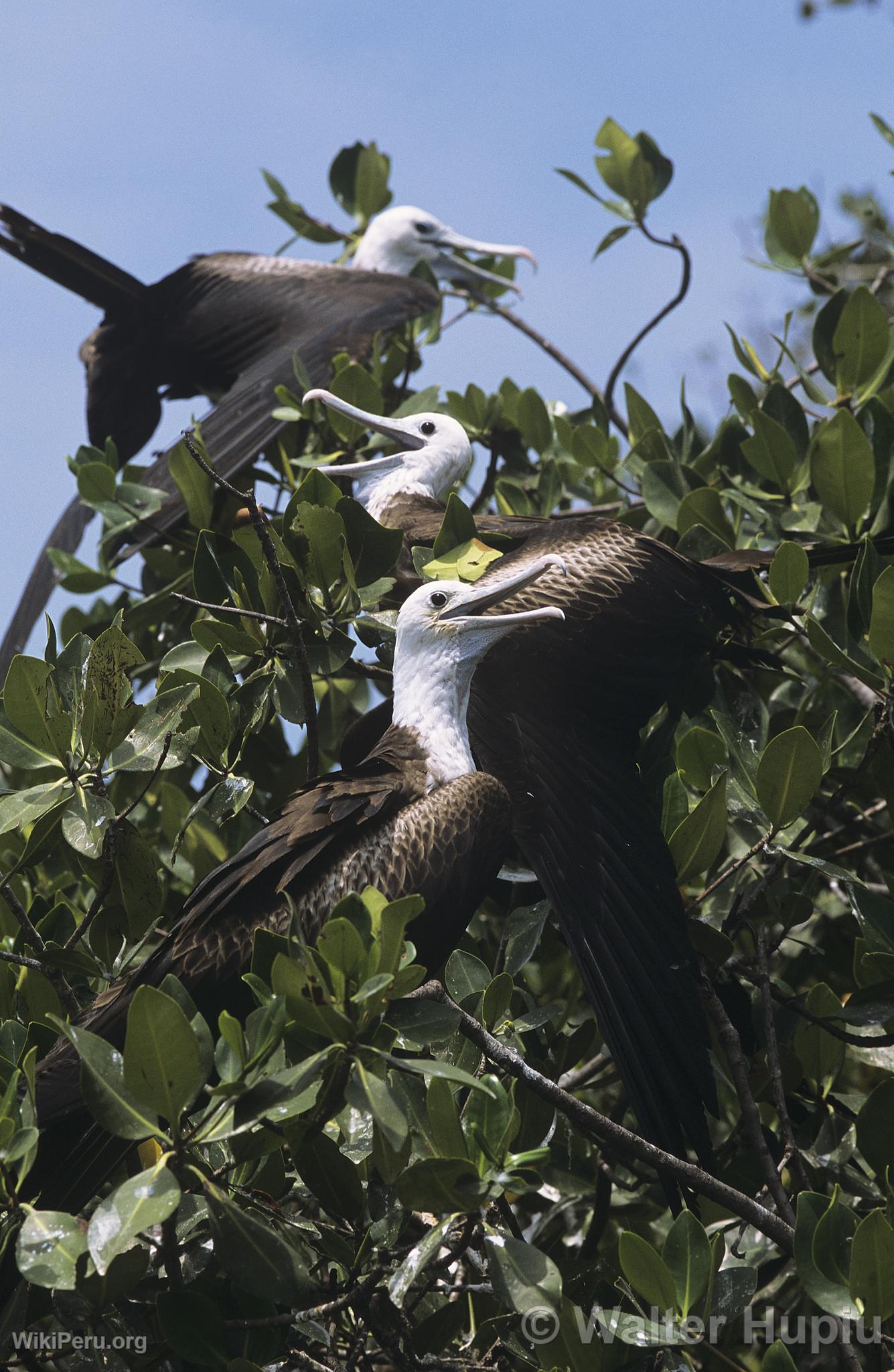 Tumbes Mangroves