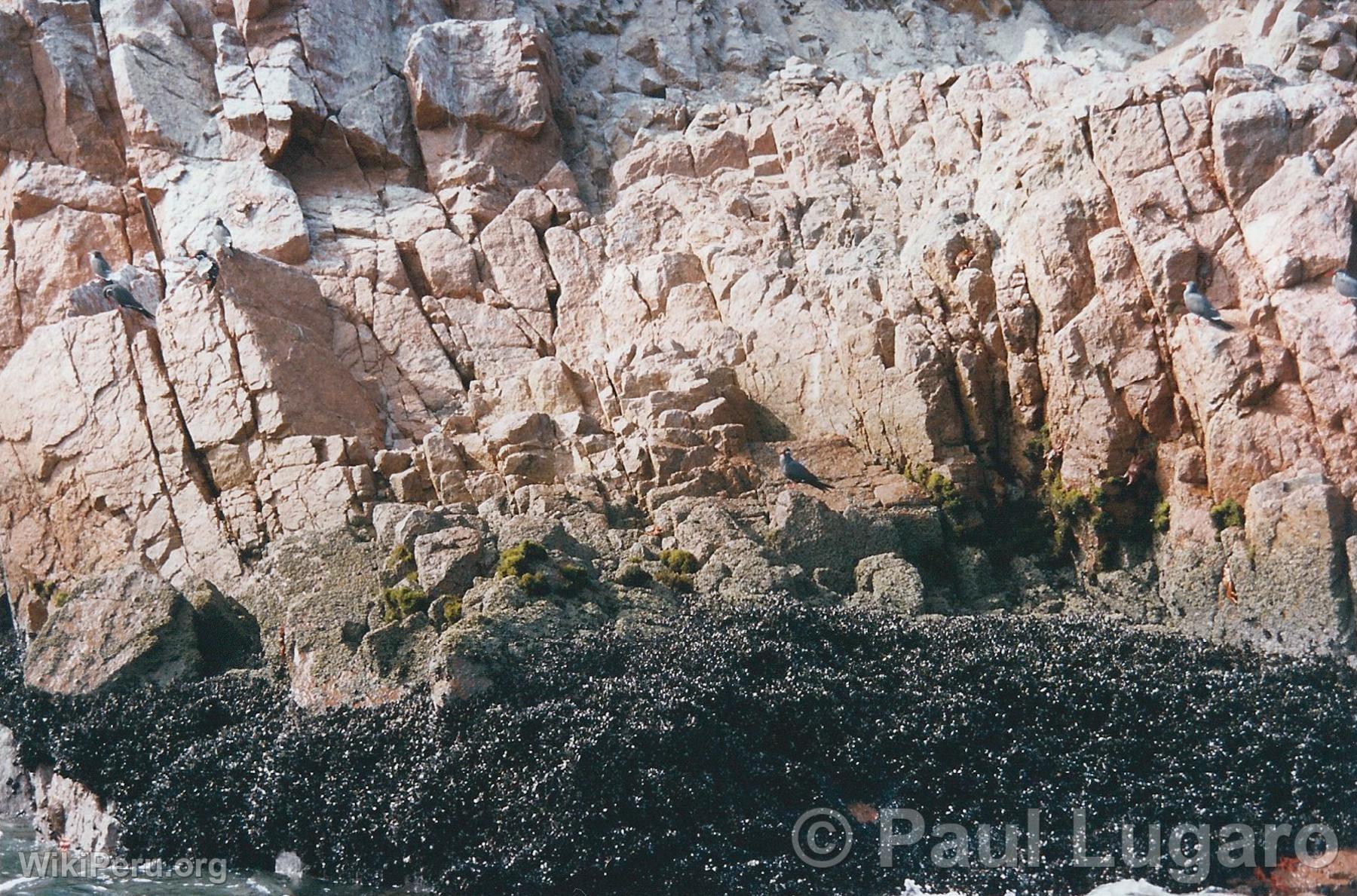 Ballestas Islands, Paracas