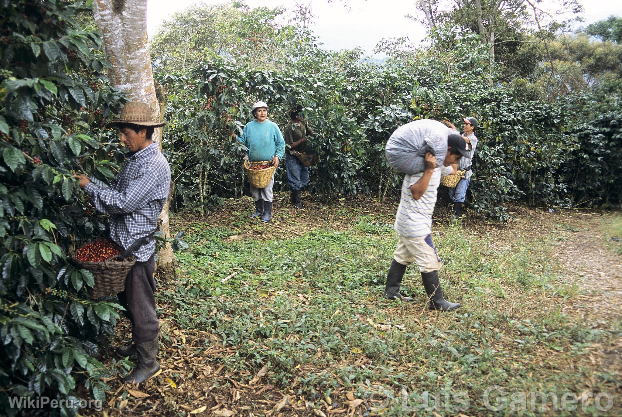 Coffee Cultivation in Villa Rica