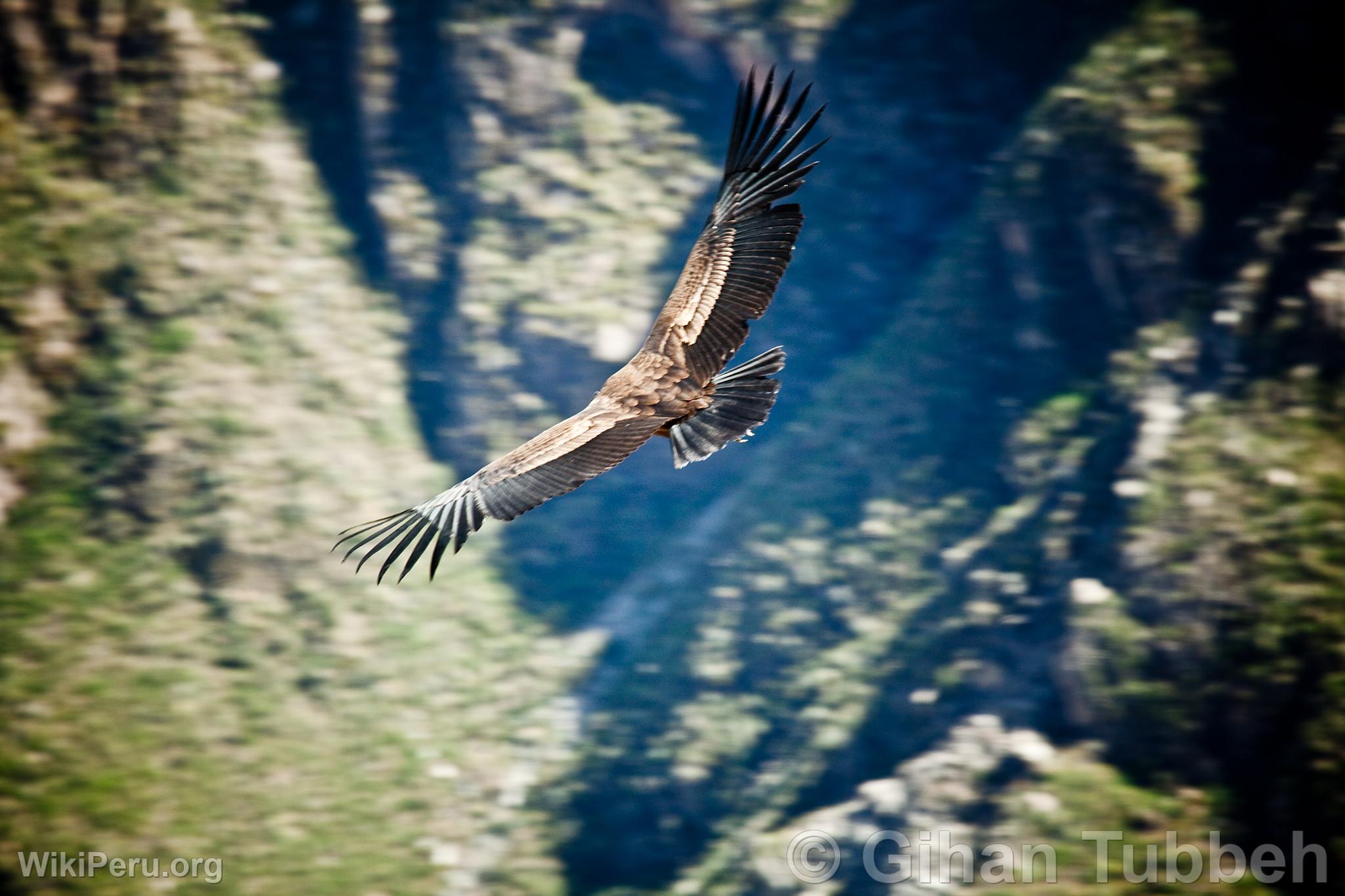 Andean Condor