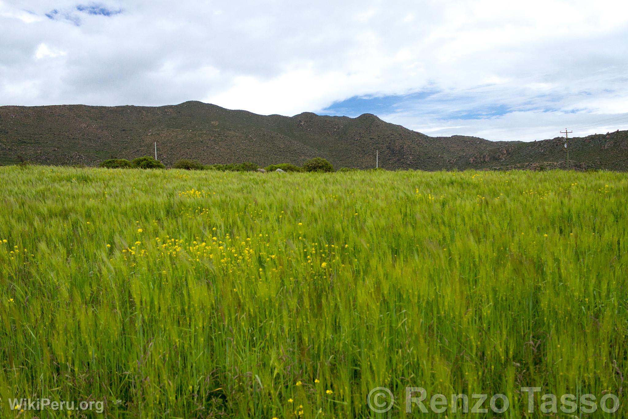 Barley Fields in Colca