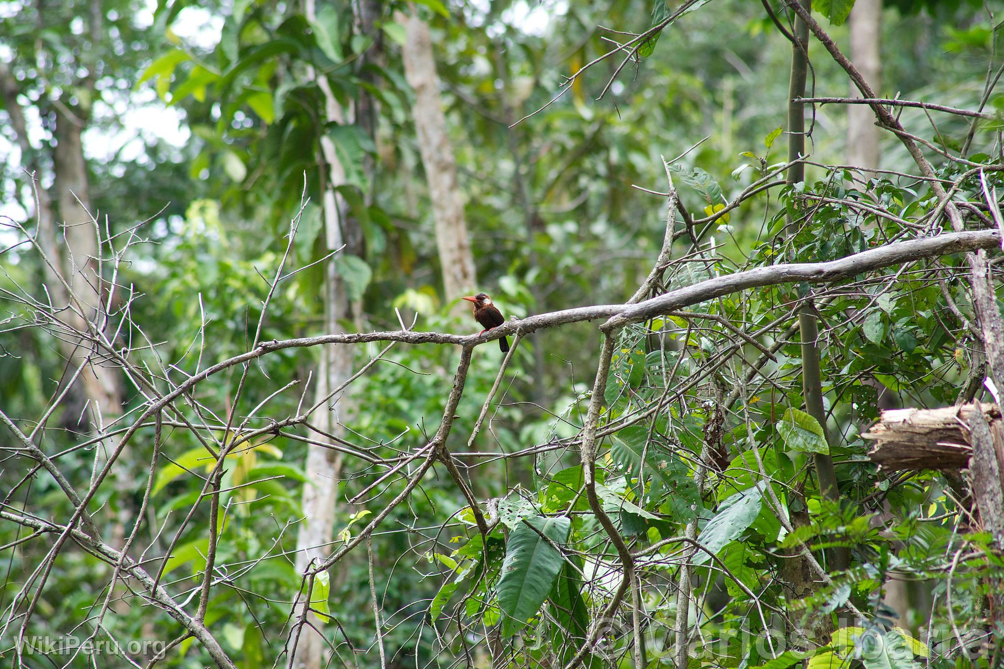 White-Eared Jacamar