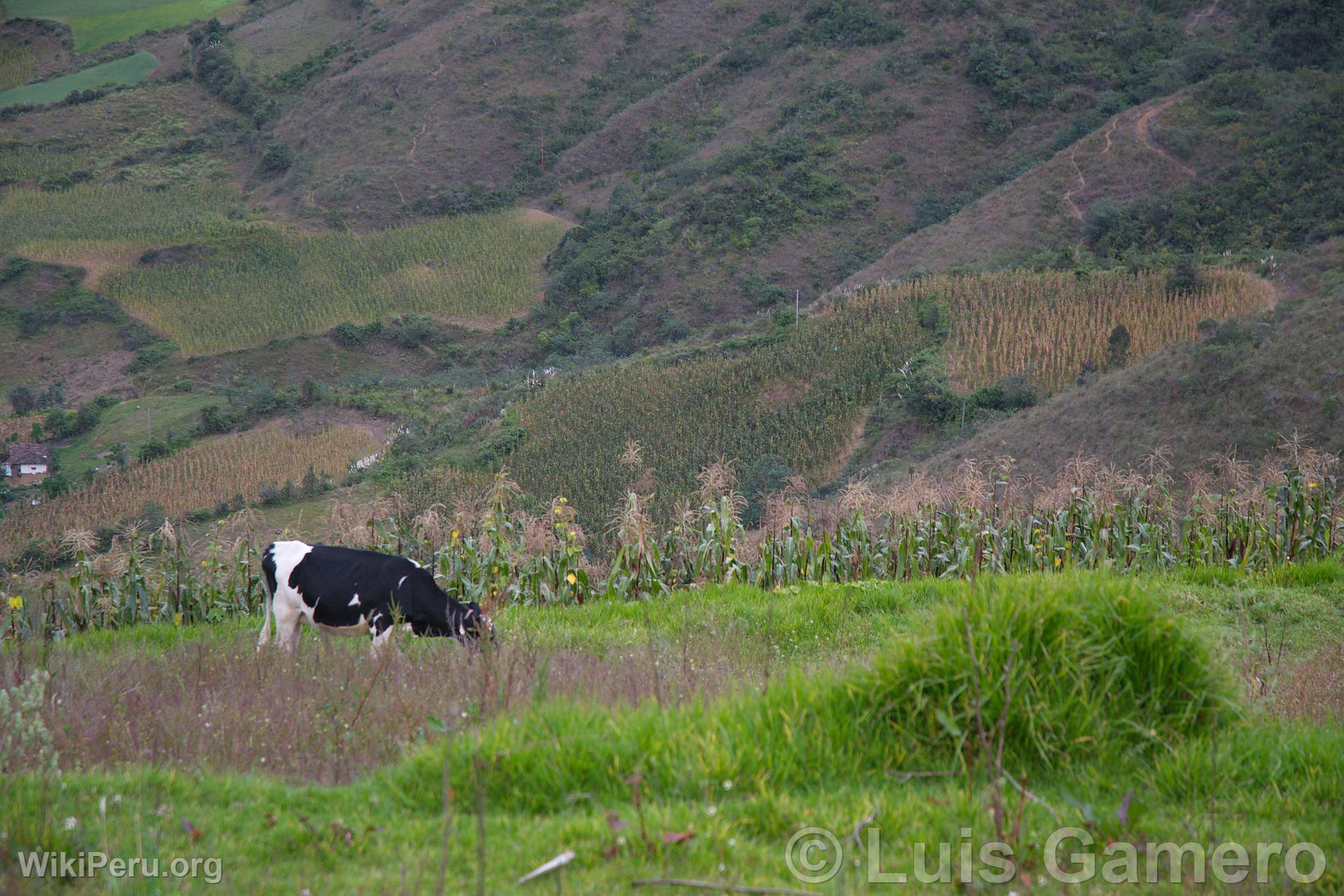 Tingo Landscape