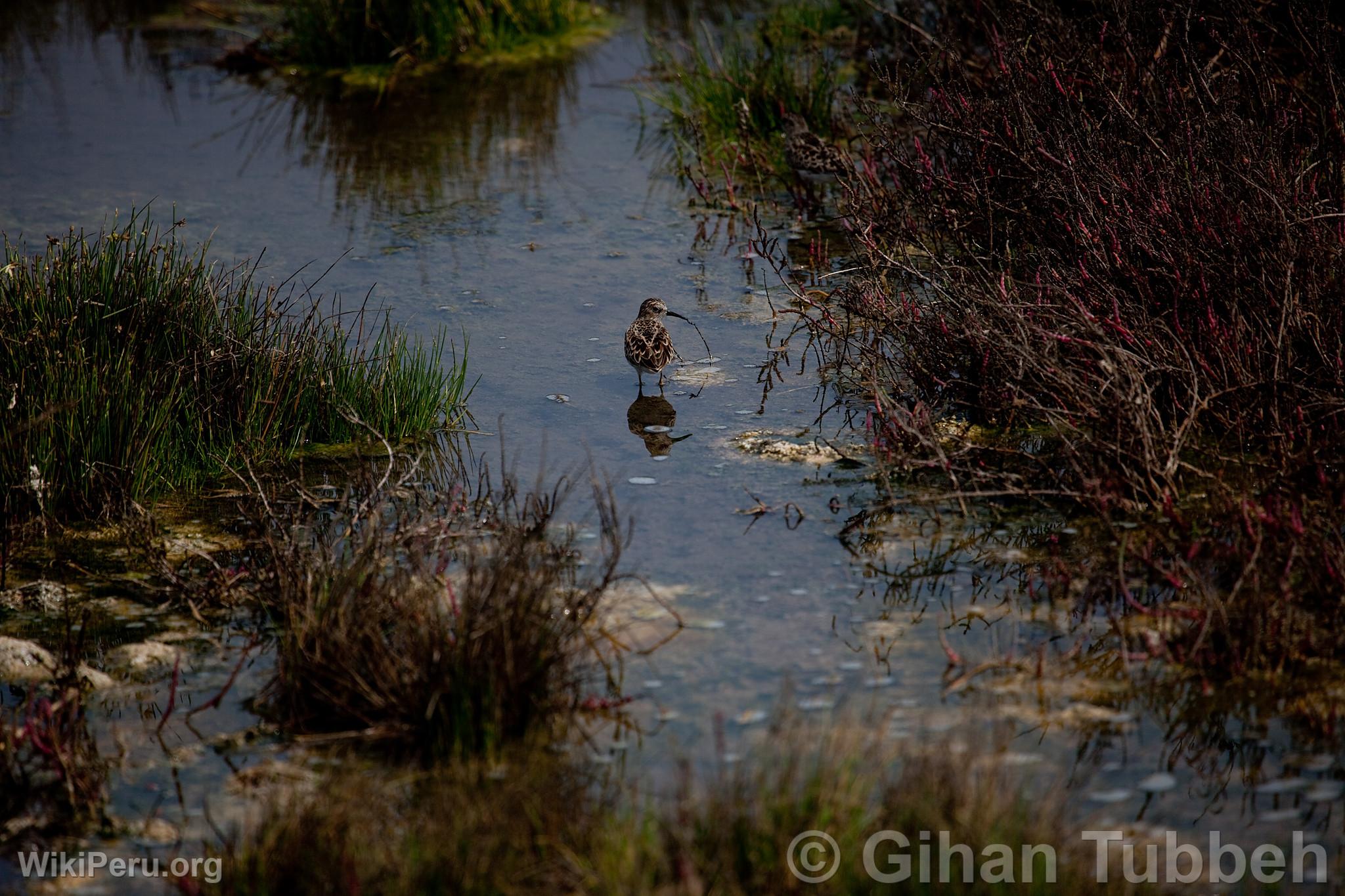 Ventanilla Wetlands