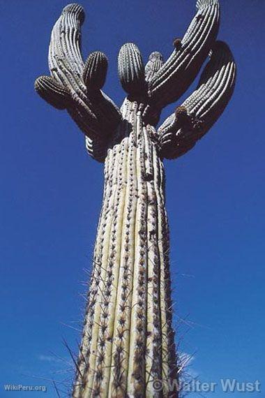 Candelabra cactus