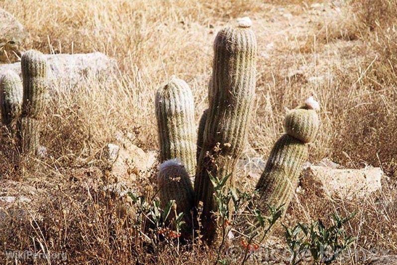 Cactus. White Range