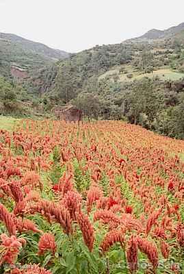 Kiwicha Cultivation