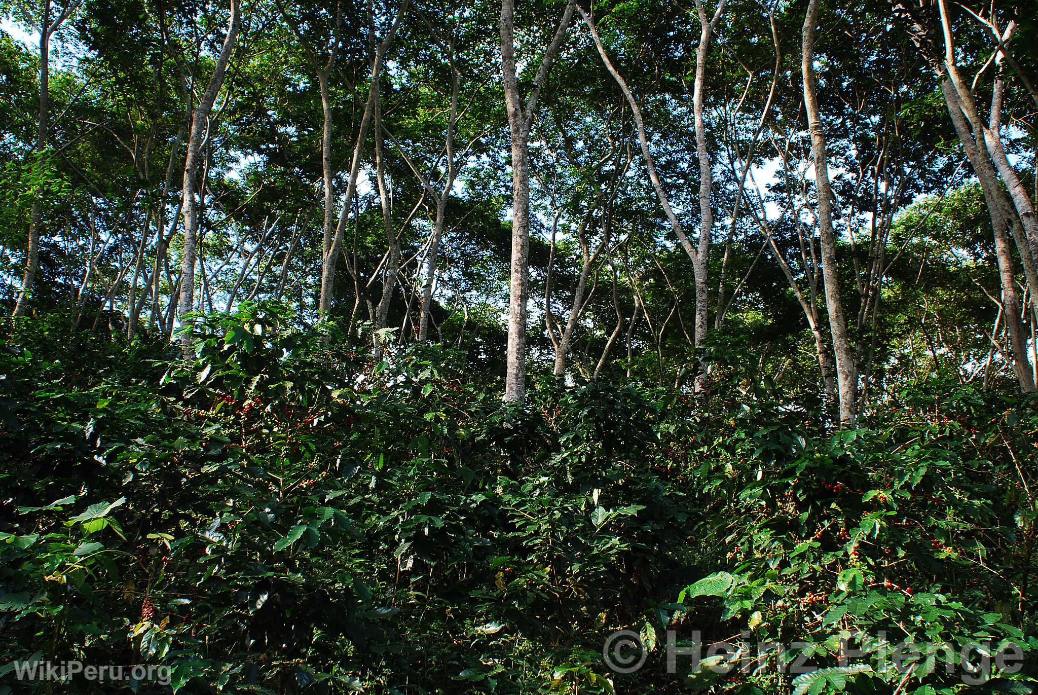 Shade-Grown Coffee Cultivation