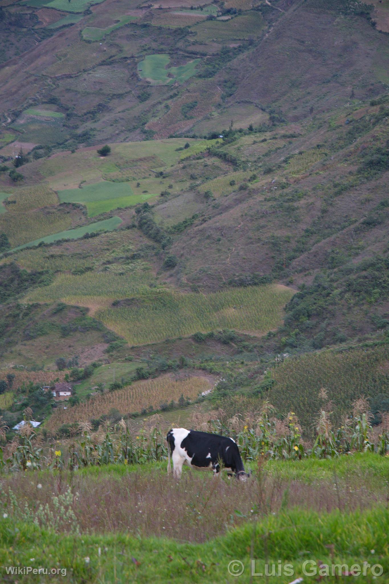 Tingo Landscape