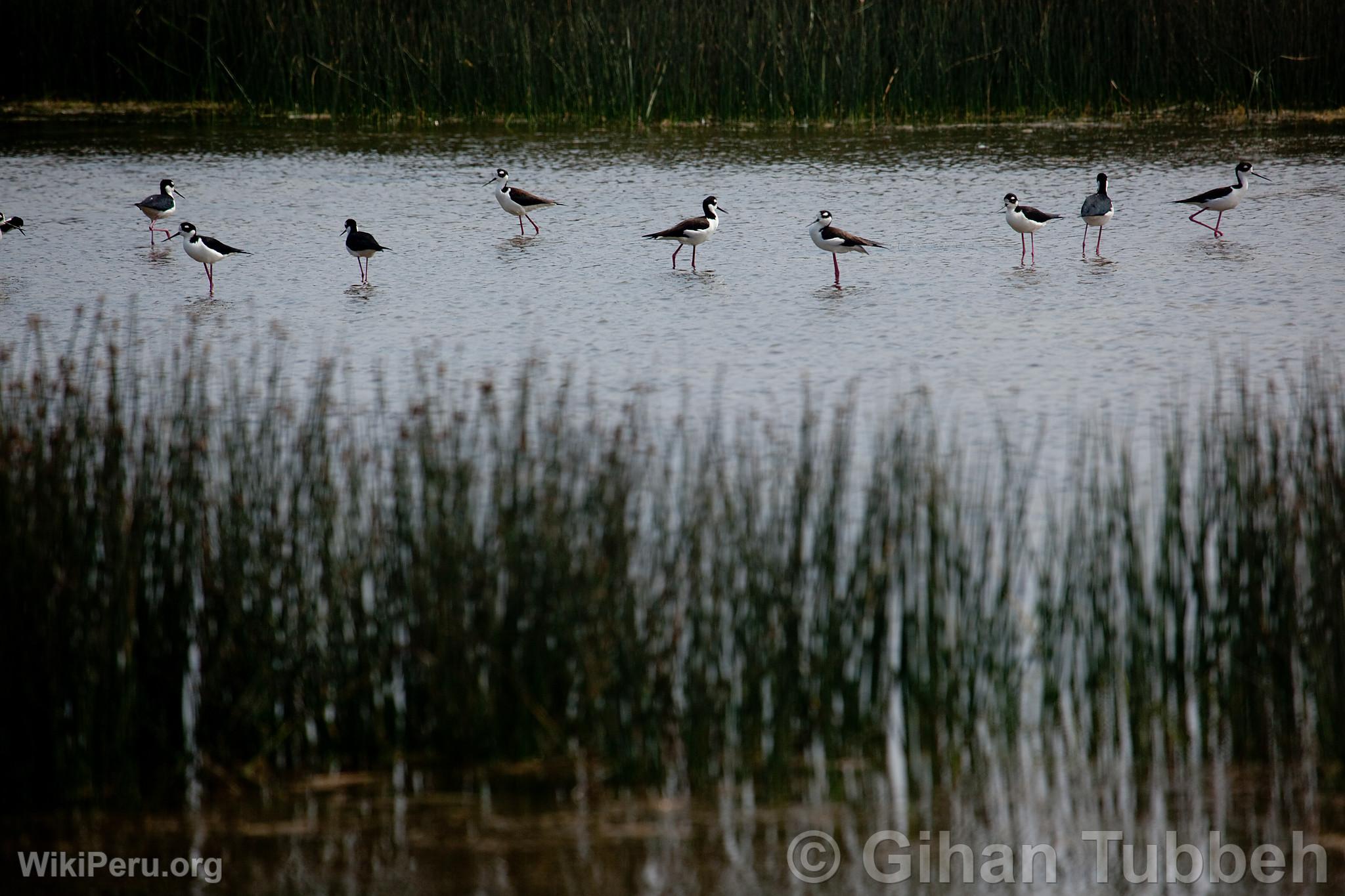 Ventanilla Wetlands