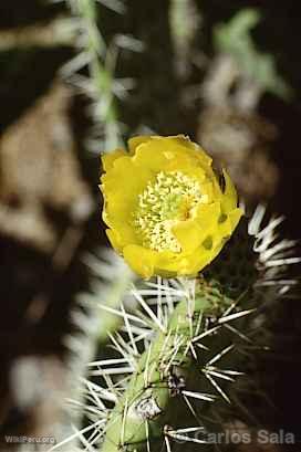 Prickly Pear Flower