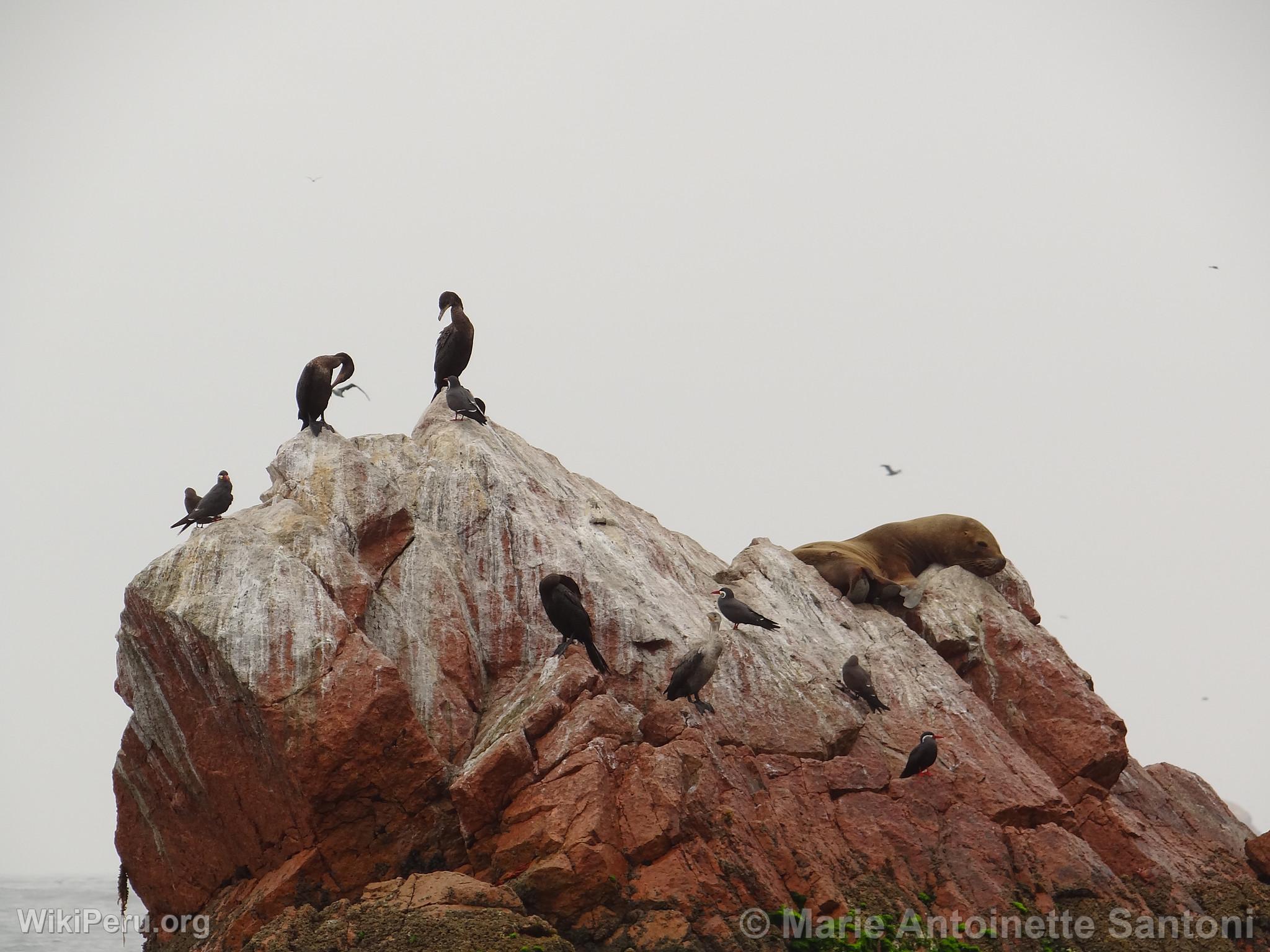 Ballestas Islands, Paracas