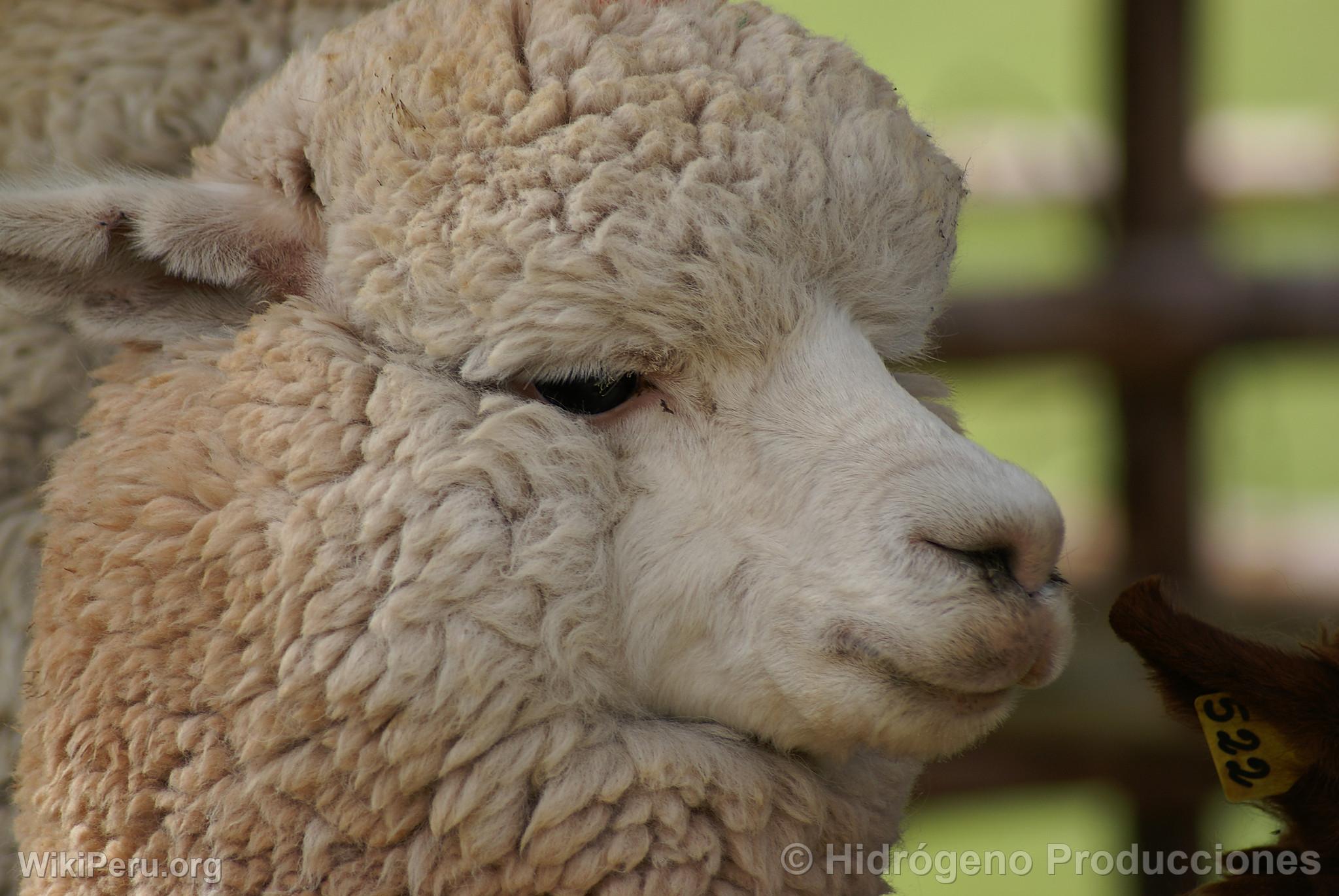 Alpaca Exhibition