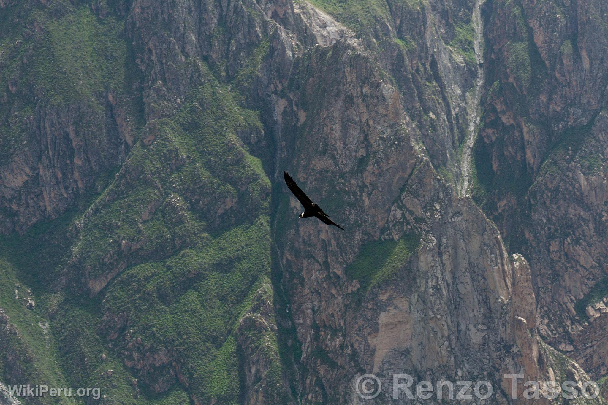 Condor in Colca