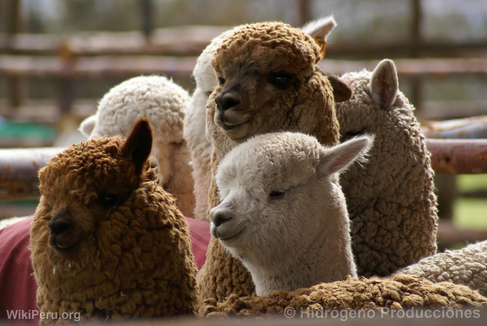 Alpaca Exhibition