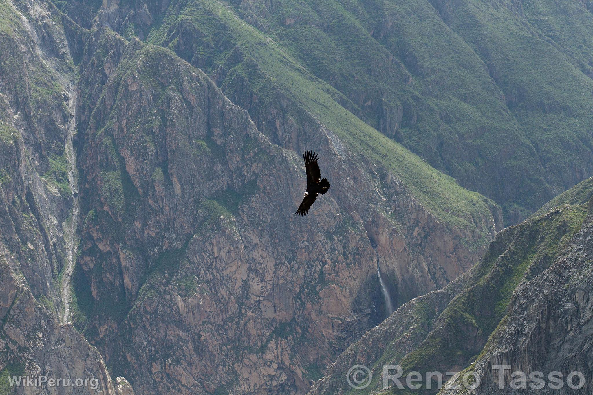 Condor in Colca