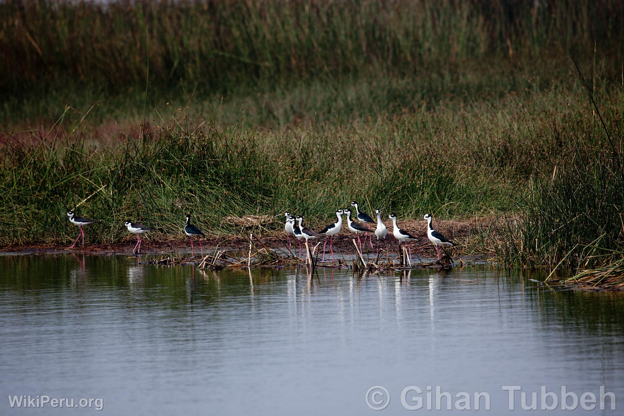 Ventanilla Wetlands