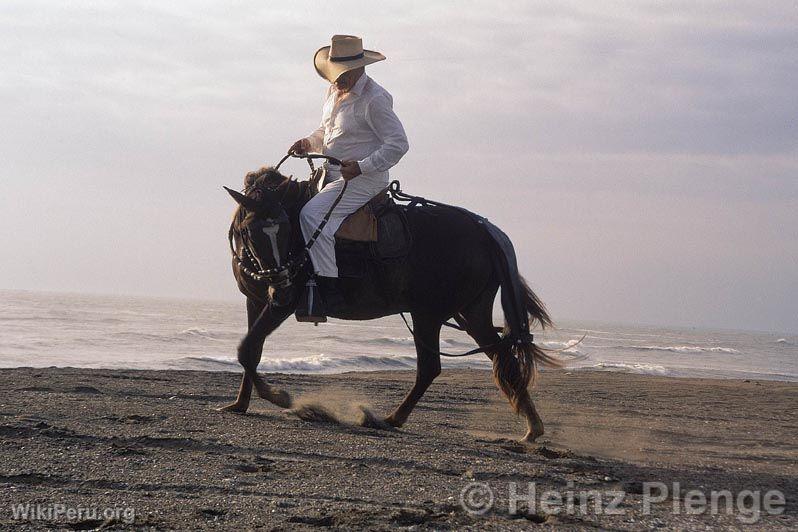 Peruvian Paso horse