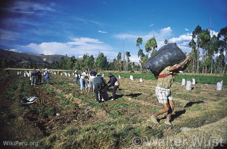 Harvest in Jauja