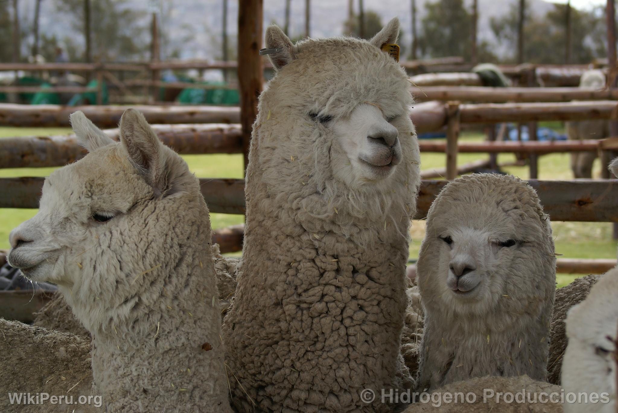 Alpaca Exhibition