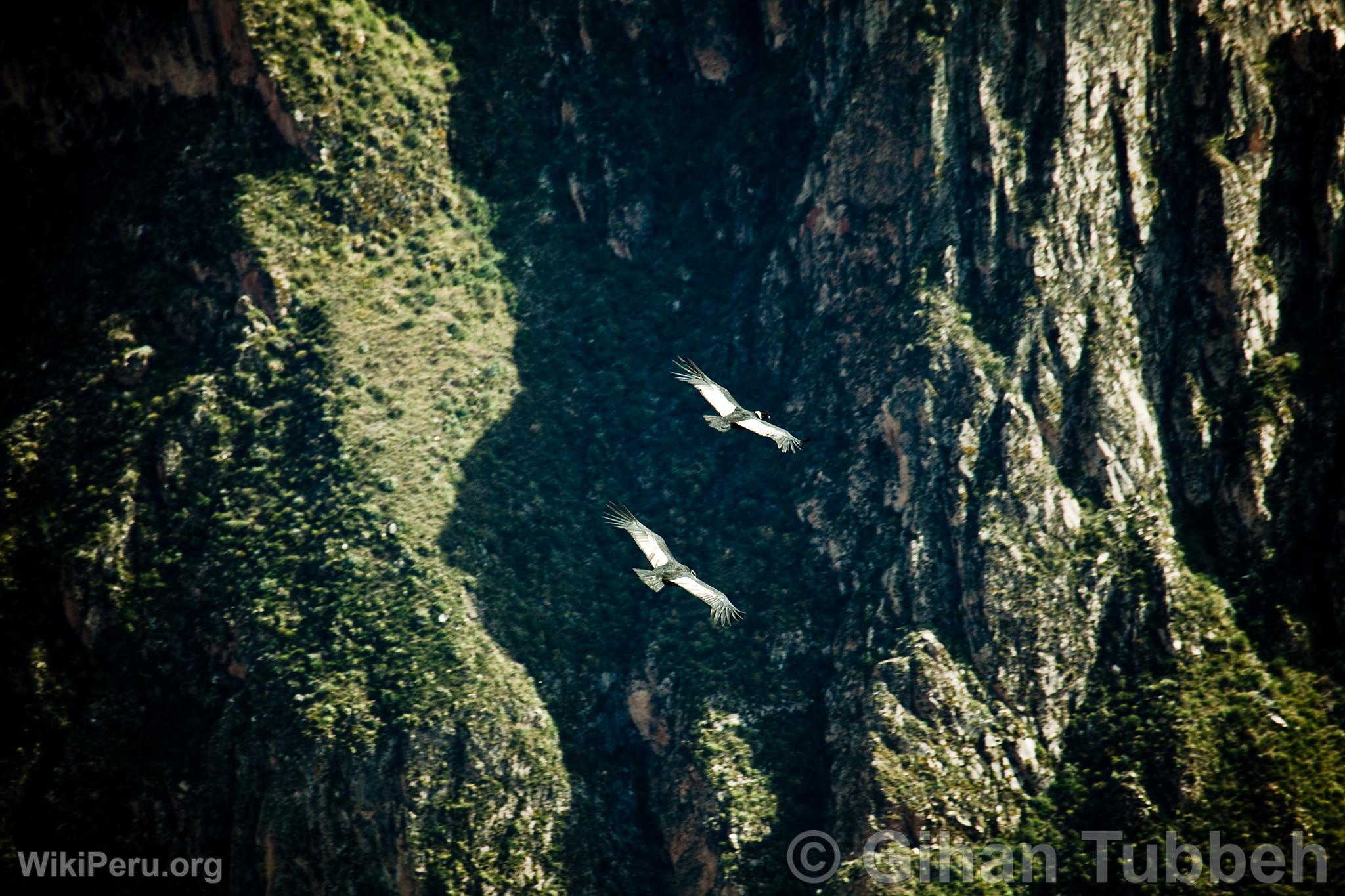 Andean Condors