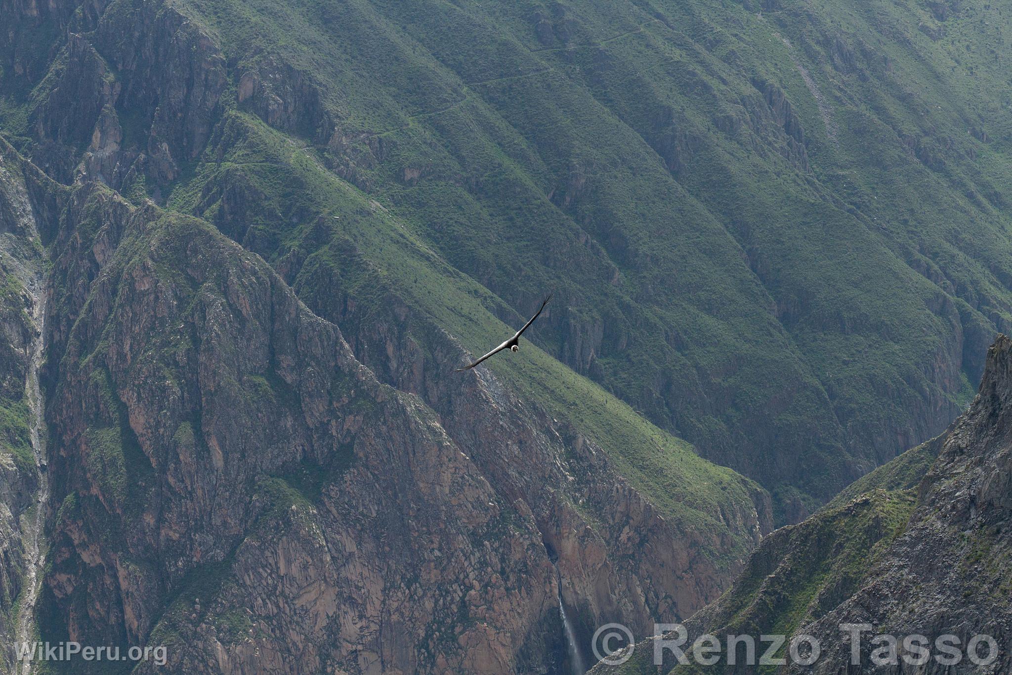 Condor in Colca