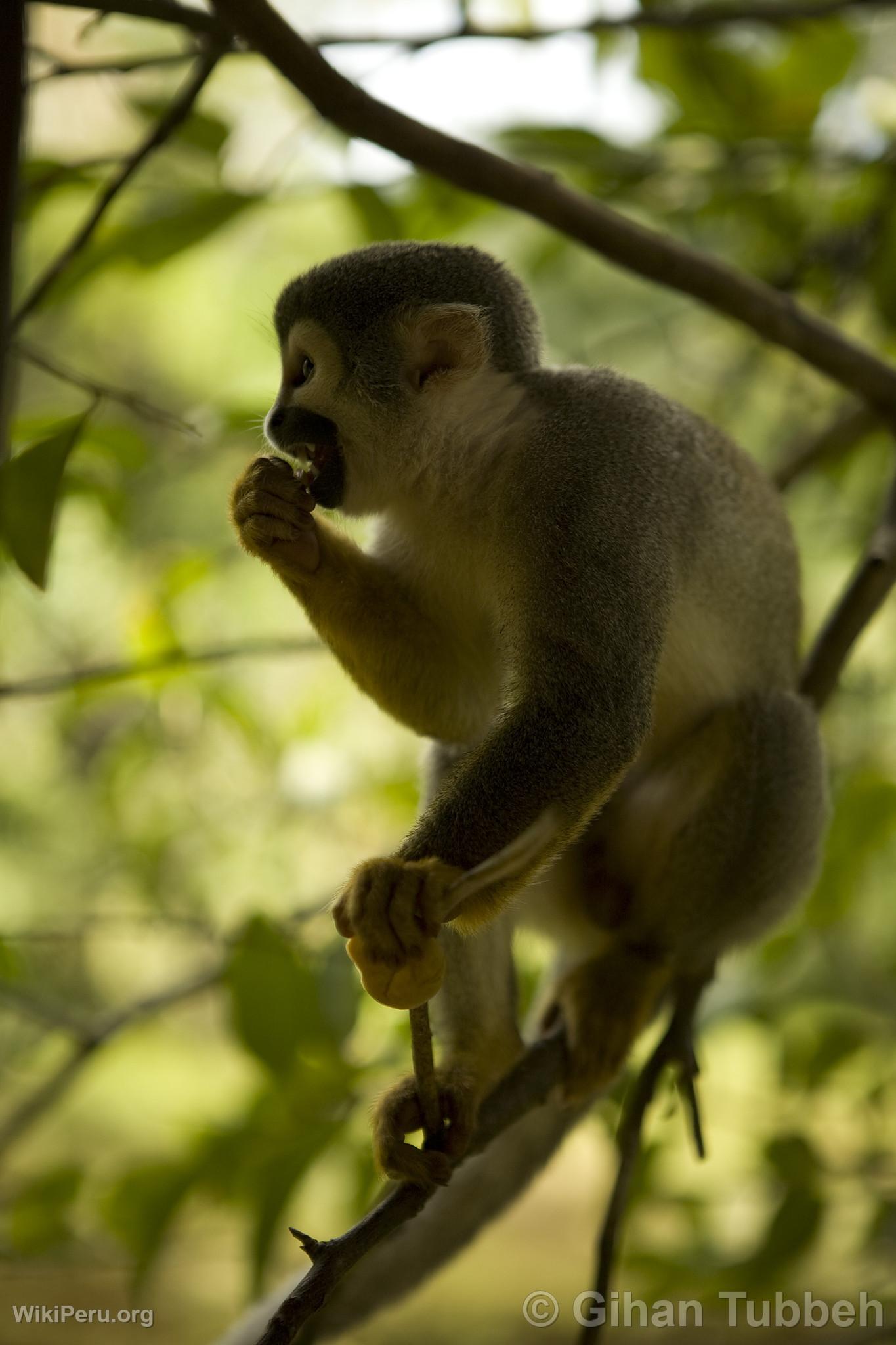 Squirrel Monkey