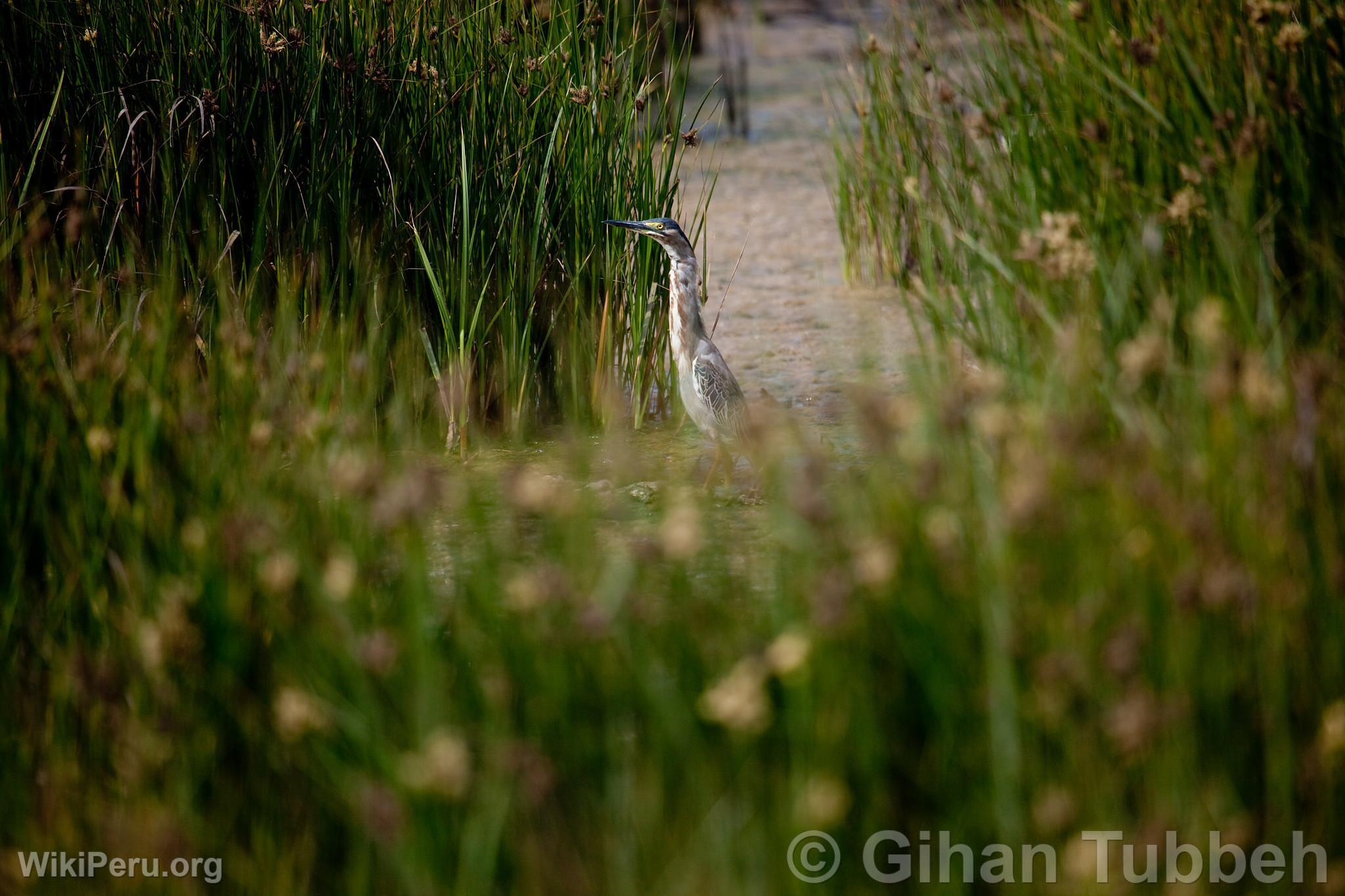 Ventanilla Wetlands