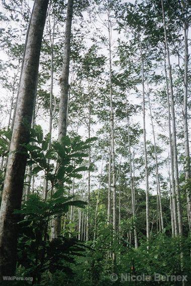 Marupa Plantation in Genaro Herrera