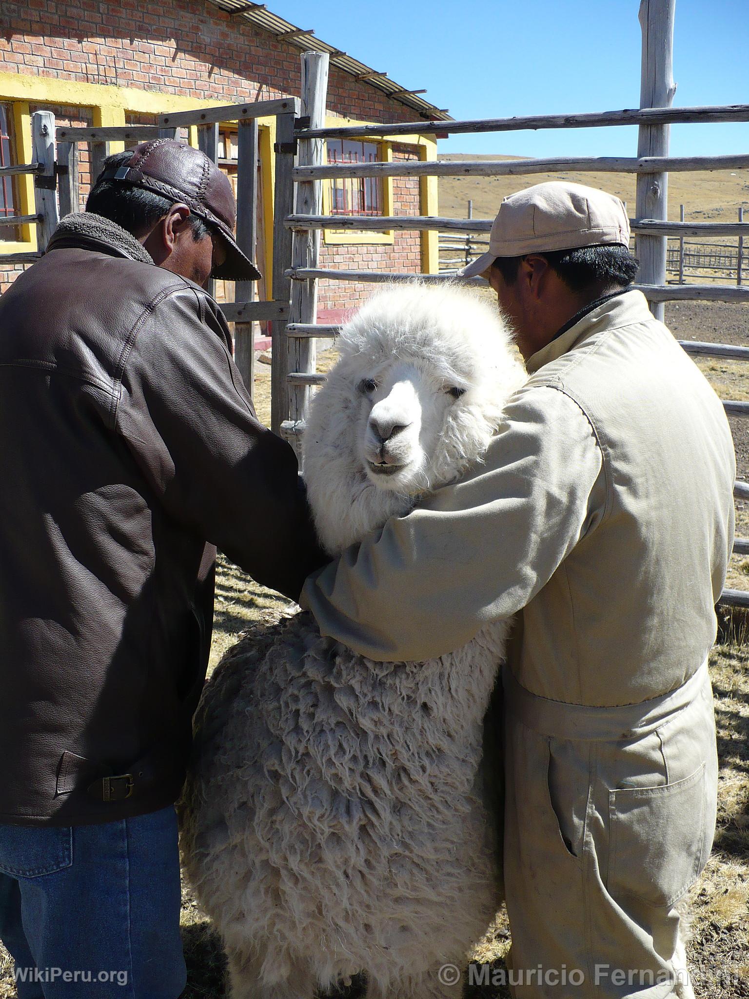 Alpacas