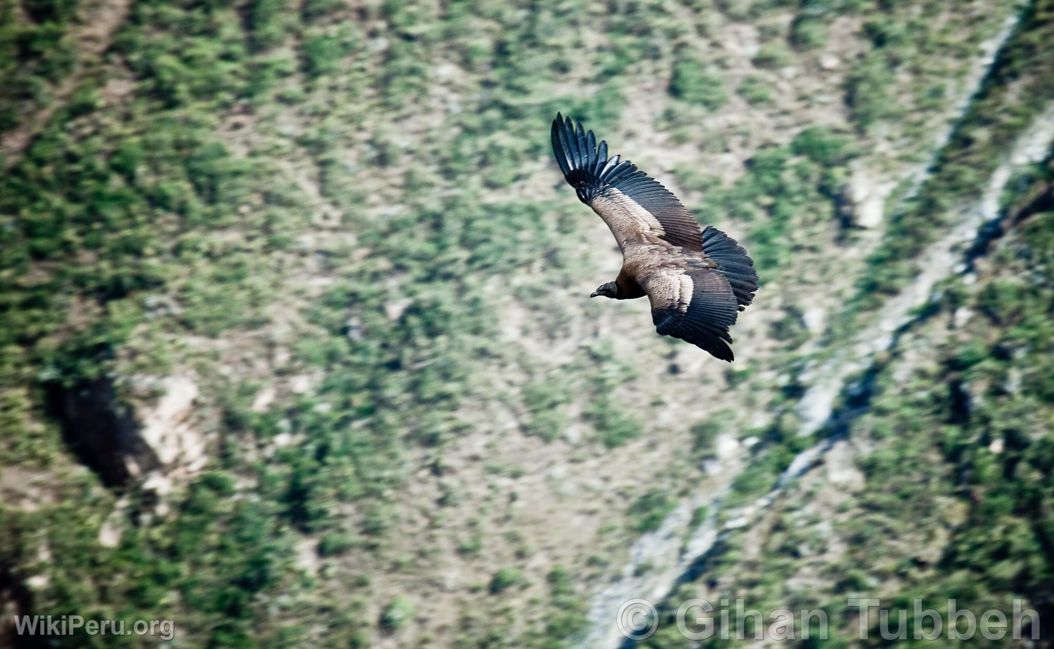 Andean Condor