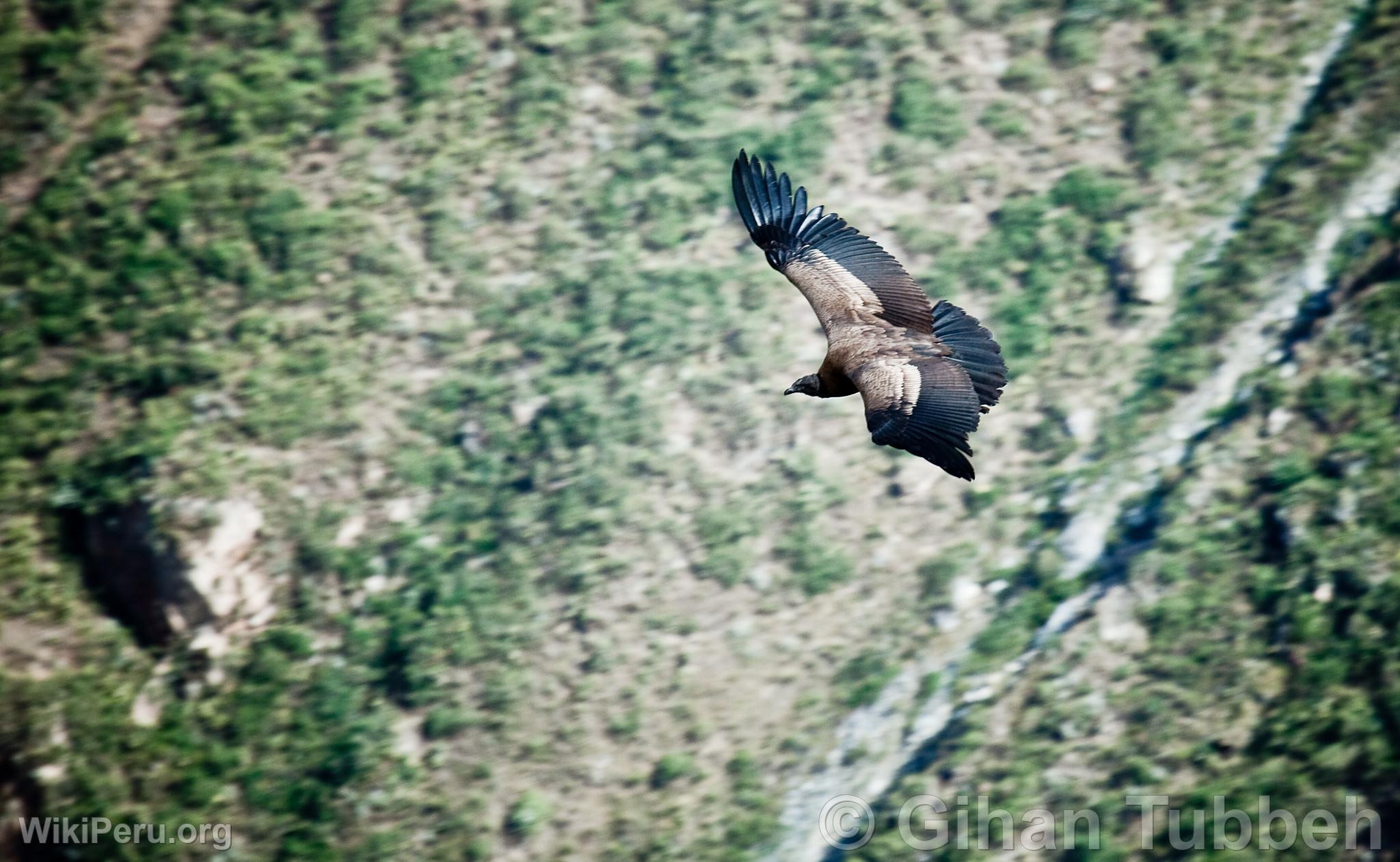 Andean Condor