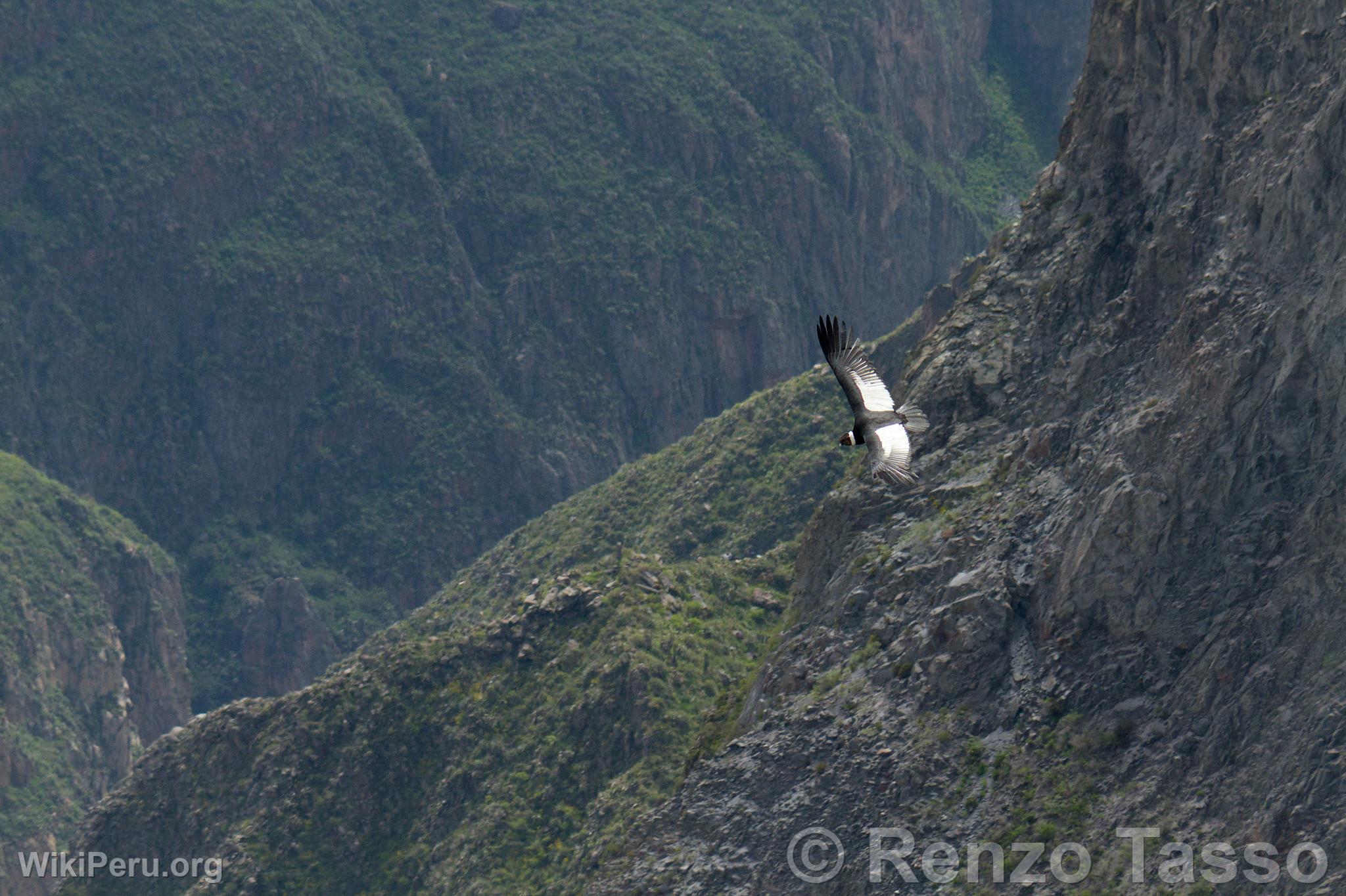 Condor in Colca