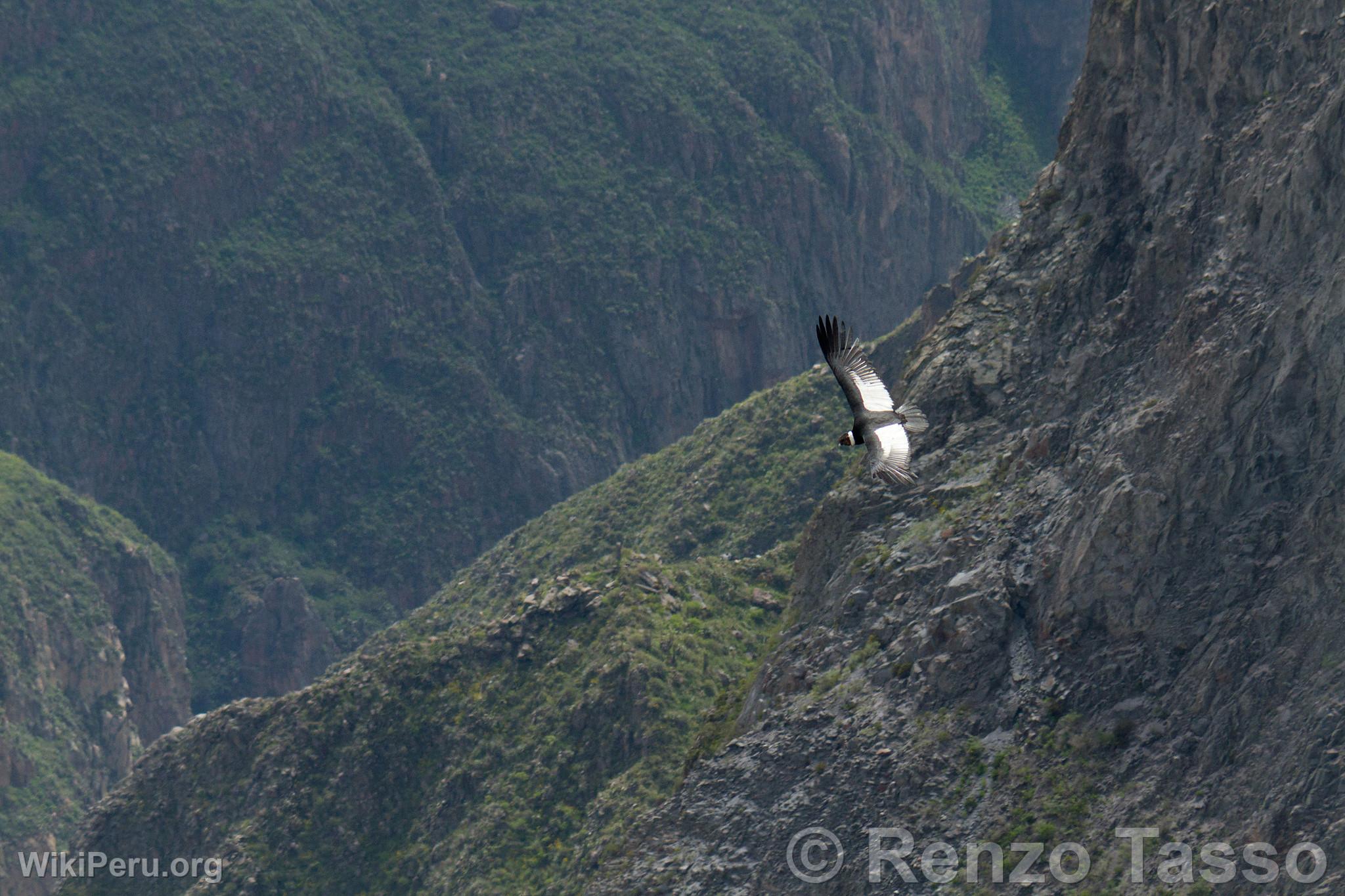 Condor in Colca