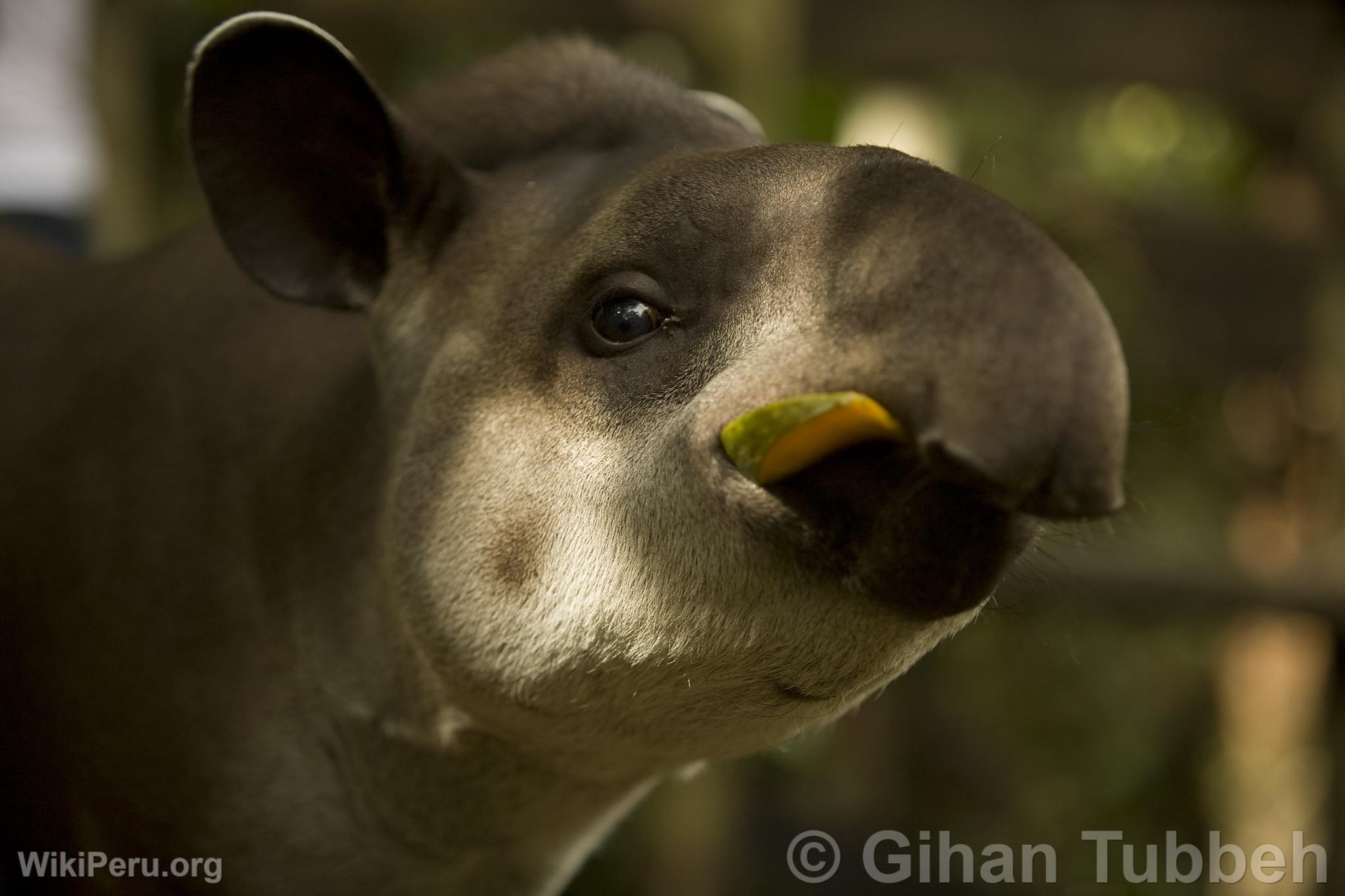 Tapir