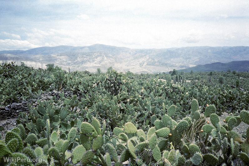 Tuna Cultivation, Ayacucho