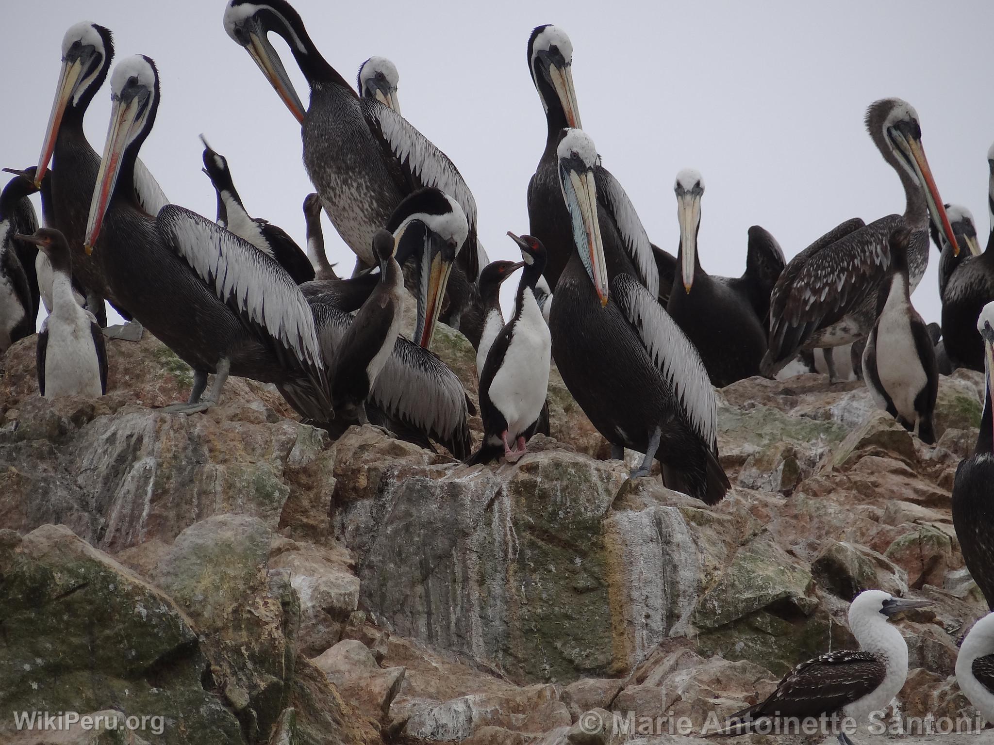 Ballestas Islands, Paracas