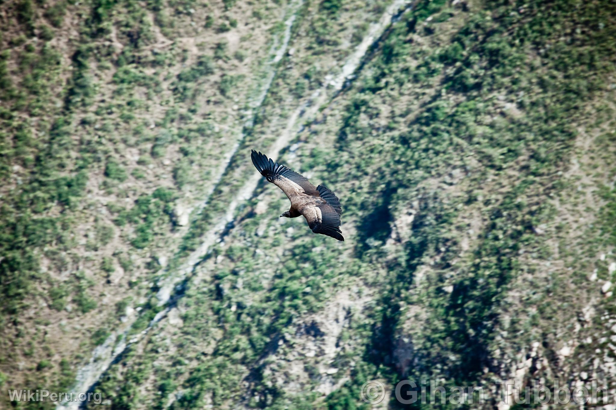 Andean Condor