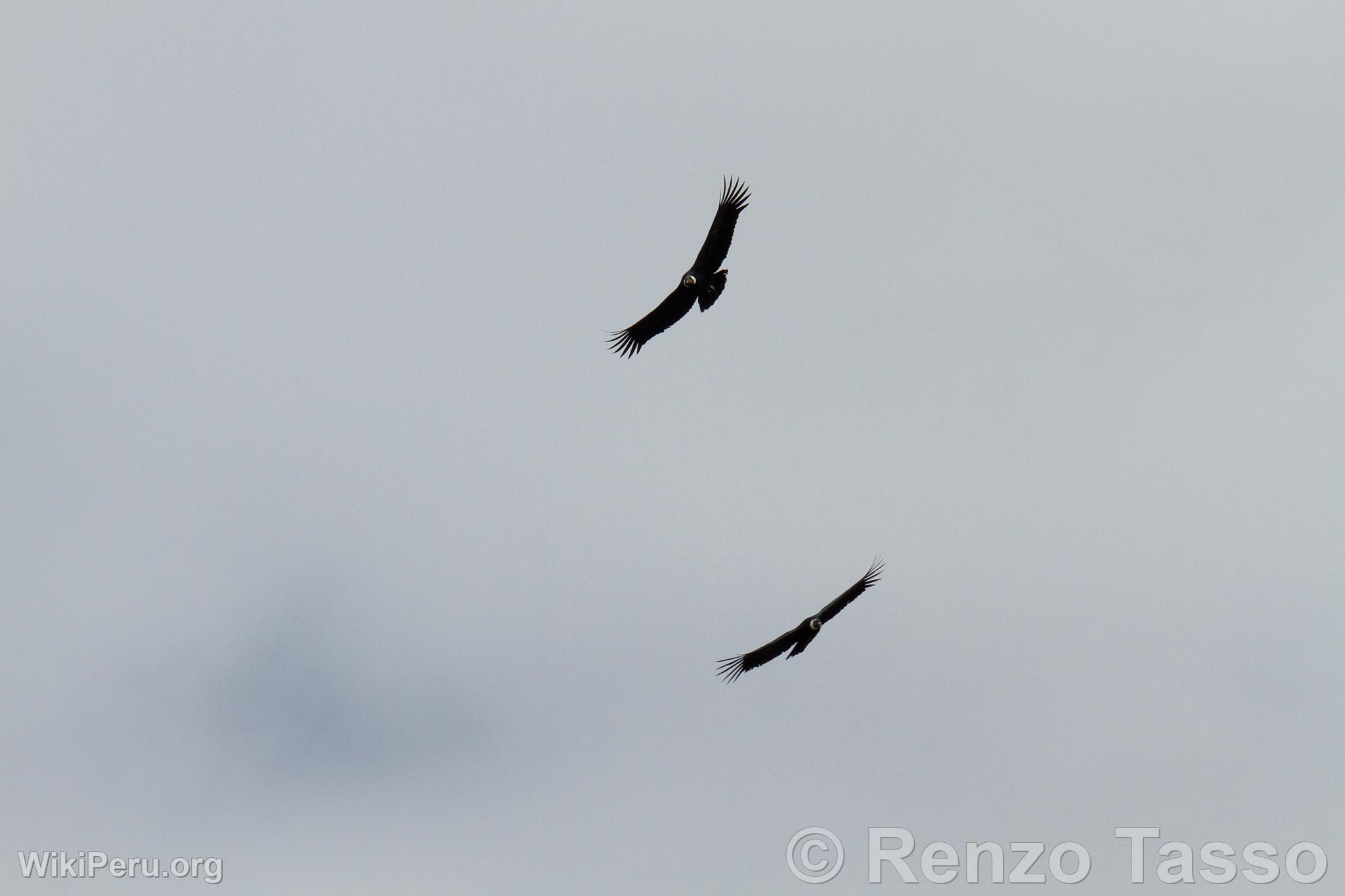 Condors in the Colca Canyon